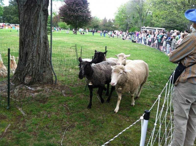 Sheep Shearing Festival in North Andover 2016